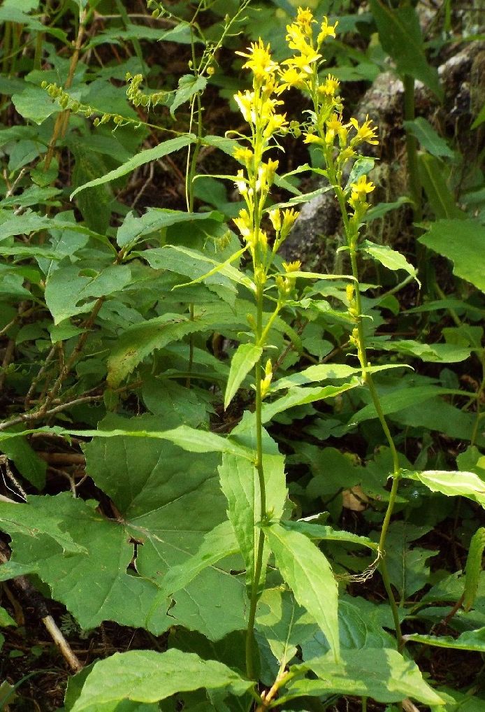 Asteraceae: Solidago virgaurea